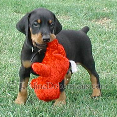 doberman breeders