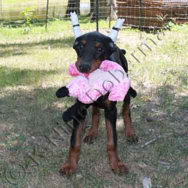 DOBERMAN PINSCHER PUPPY