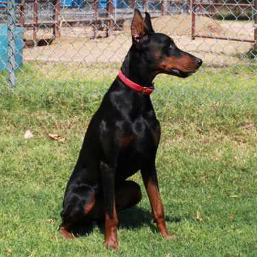 DOBERMAN PINSCHER STUD